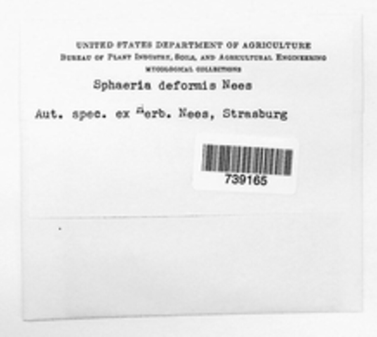 Cytospora deformis image